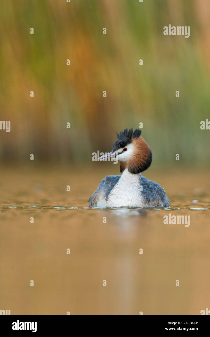 Haubentaucher/Haubentaucher (Podiceps cristatus) Schwimmen vor Schilf, typische, charakteristische Umgebung, schönes Licht, die Tier- und Pflanzenwelt Stockfoto