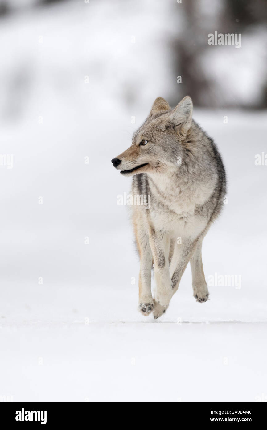 Coyote/Kojote (Canis yogiebeer) auf der ausgeführt werden, und, im Winter, Schnee, fliehen, schaut erschrocken, verängstigt, frontal geschossen, lustig, Yellowstone NP, U Stockfoto