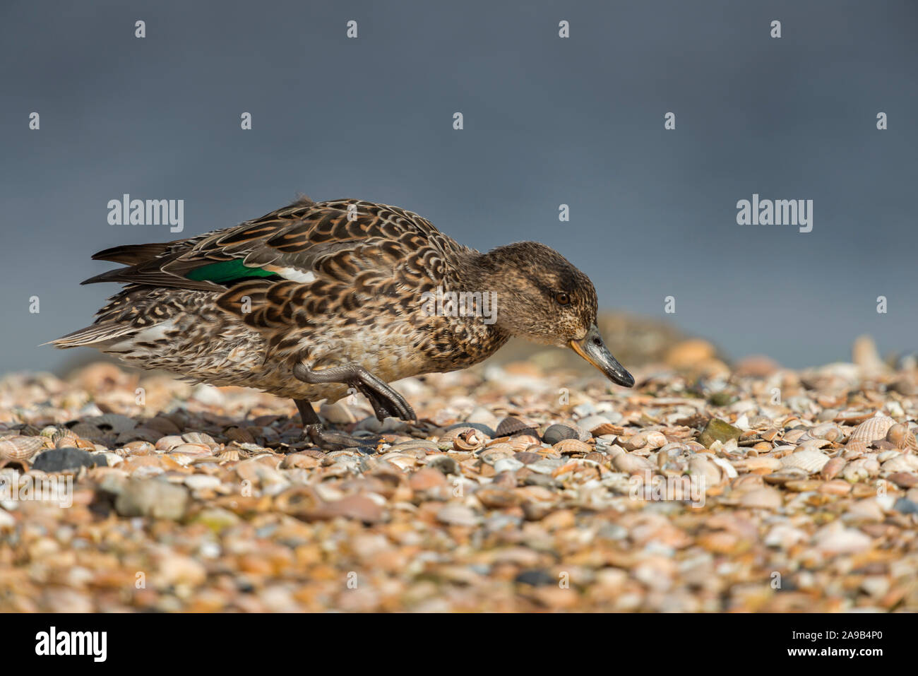 Petrol/Krickente (Anas crecca), weibliche Erwachsene, smallst Ente in Europa, in seiner Zucht Kleid, zu Fuß über eine Muschel Bank, auf der Suche nach Nahrung. Stockfoto