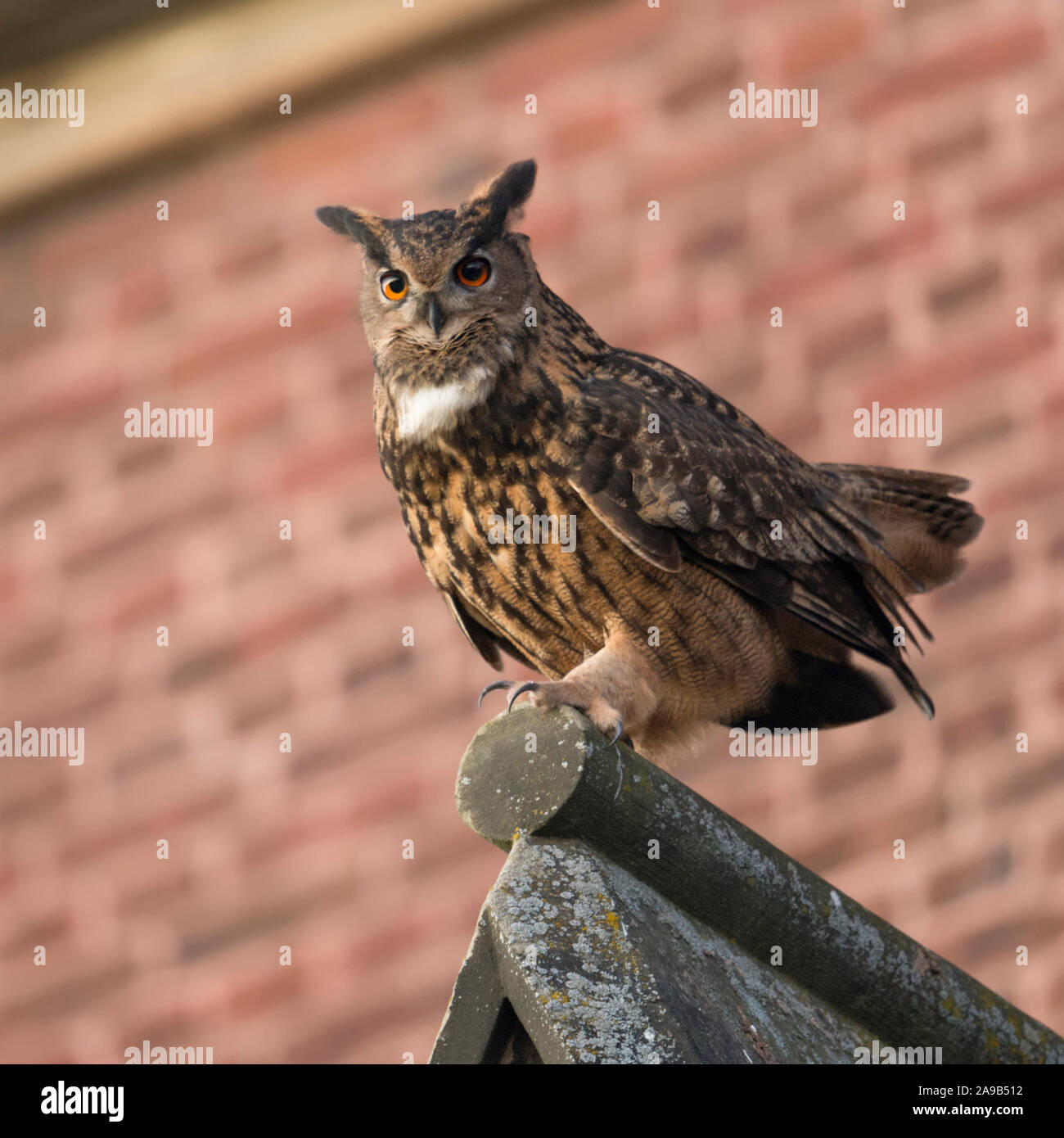 Europäische Uhu/Uhu (Bubo bubo) erwachsenen männlichen, Sitzen, auf einer Kirche Dach thront, in städtischen Umgebung, umwerben, im Herbst, Wild, Eur Stockfoto