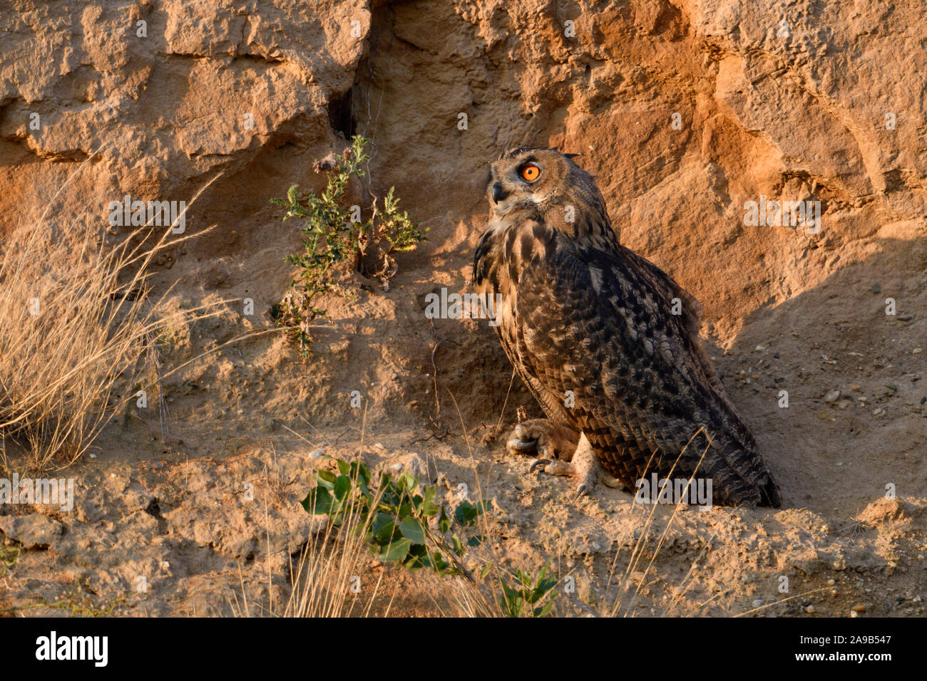 Uhu/Europäischer Uhu (Bubo bubo) bei Sonnenuntergang, goldenes Licht, in der Steigung einer Kiesgrube, Wildlife, Europa thront. Stockfoto