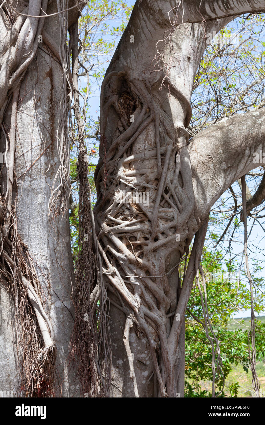 Entwined luftwurzeln am Stamm einer jungen Wald Strangler - Feigenbaum (Ficus craterostoma), Eastern Cape, Südafrika Stockfoto