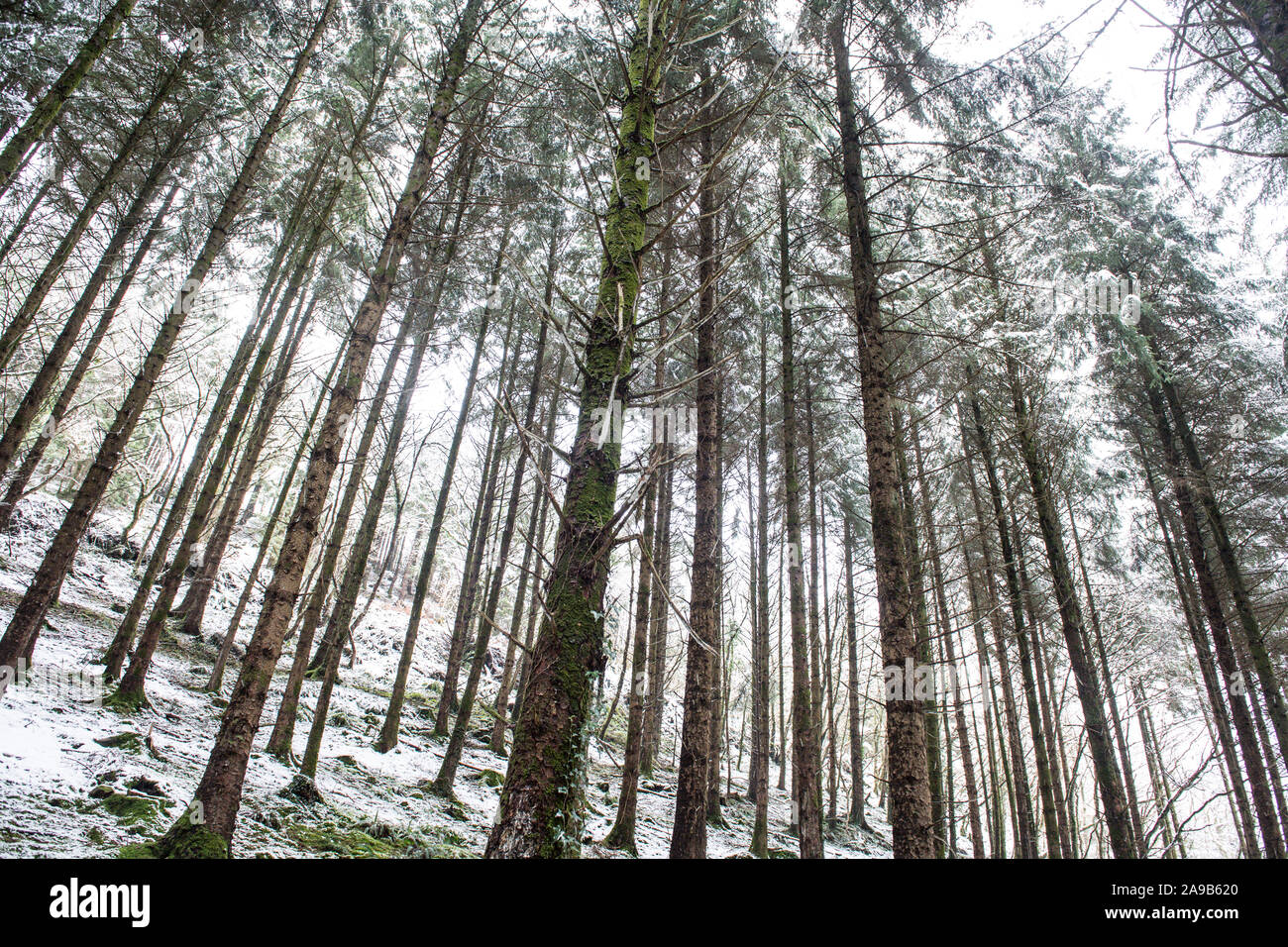 Schneebedeckte Waldwege Stockfoto