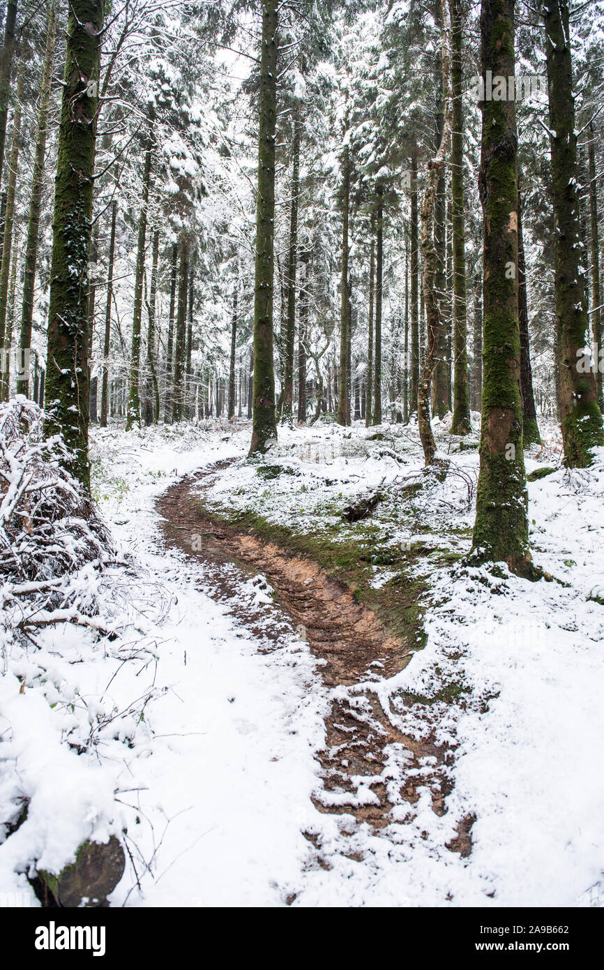 Schneebedeckte Waldwege Stockfoto