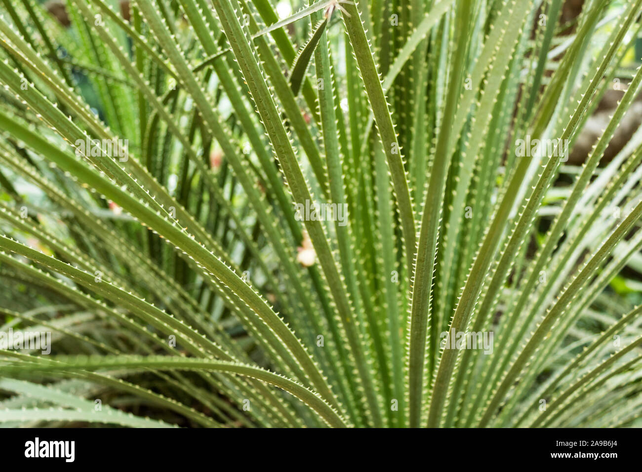 Nahaufnahme des dornigen Kaktus. Detailreiche Nahaufnahme an langen Blättern mit kurzen Dornen Kaktus Stockfoto