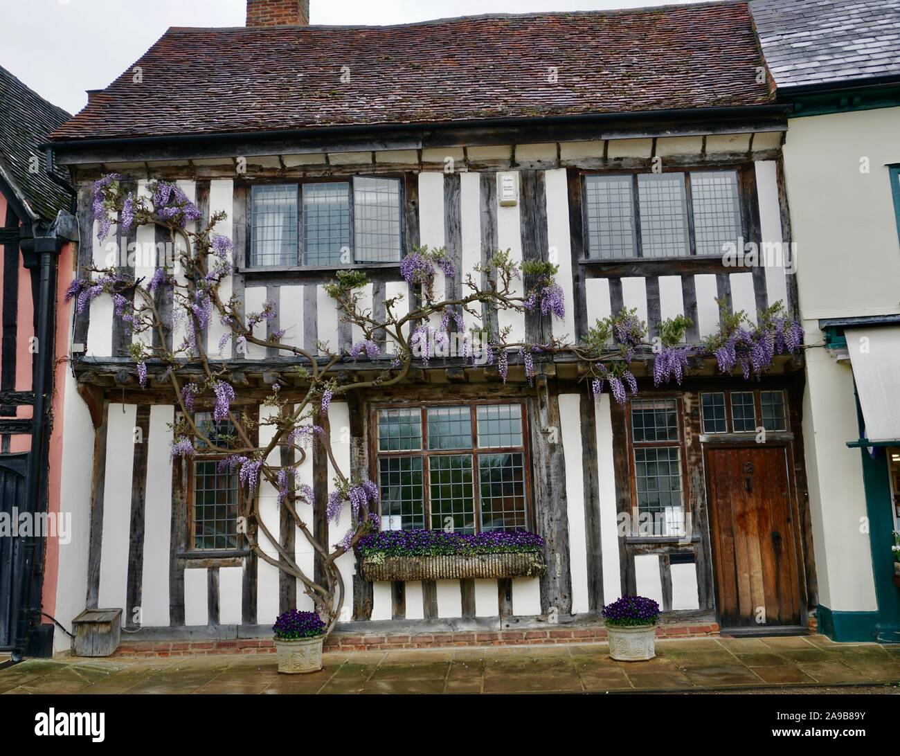 Wisteria wachsen auf einem Holz gerahmt mittelalterliches Haus in Lavenham, Suffolk, England, Großbritannien Stockfoto