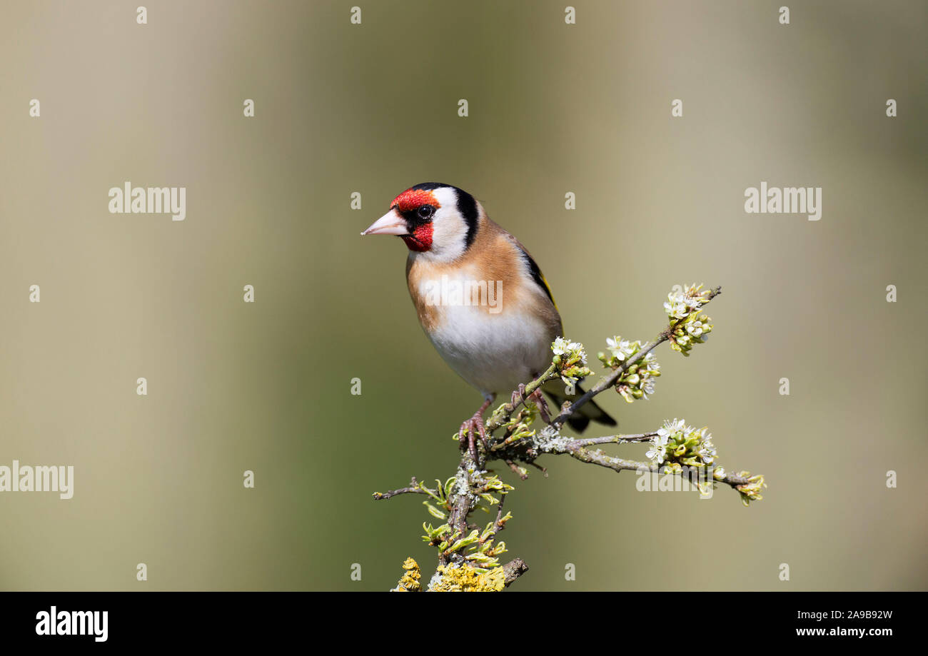 Stieglitz, Carduelis carduelis, auf einem Blackthorn Niederlassung im Frühjahr, Wales Stockfoto