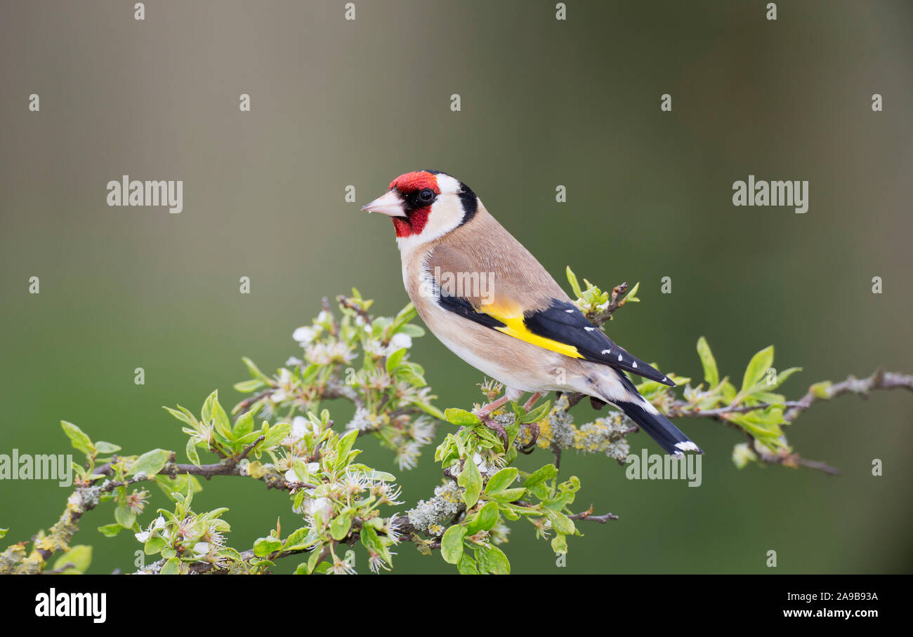 Stieglitz, Carduelis carduelis, auf einem Blackthorn Niederlassung im Frühjahr, Wales Stockfoto