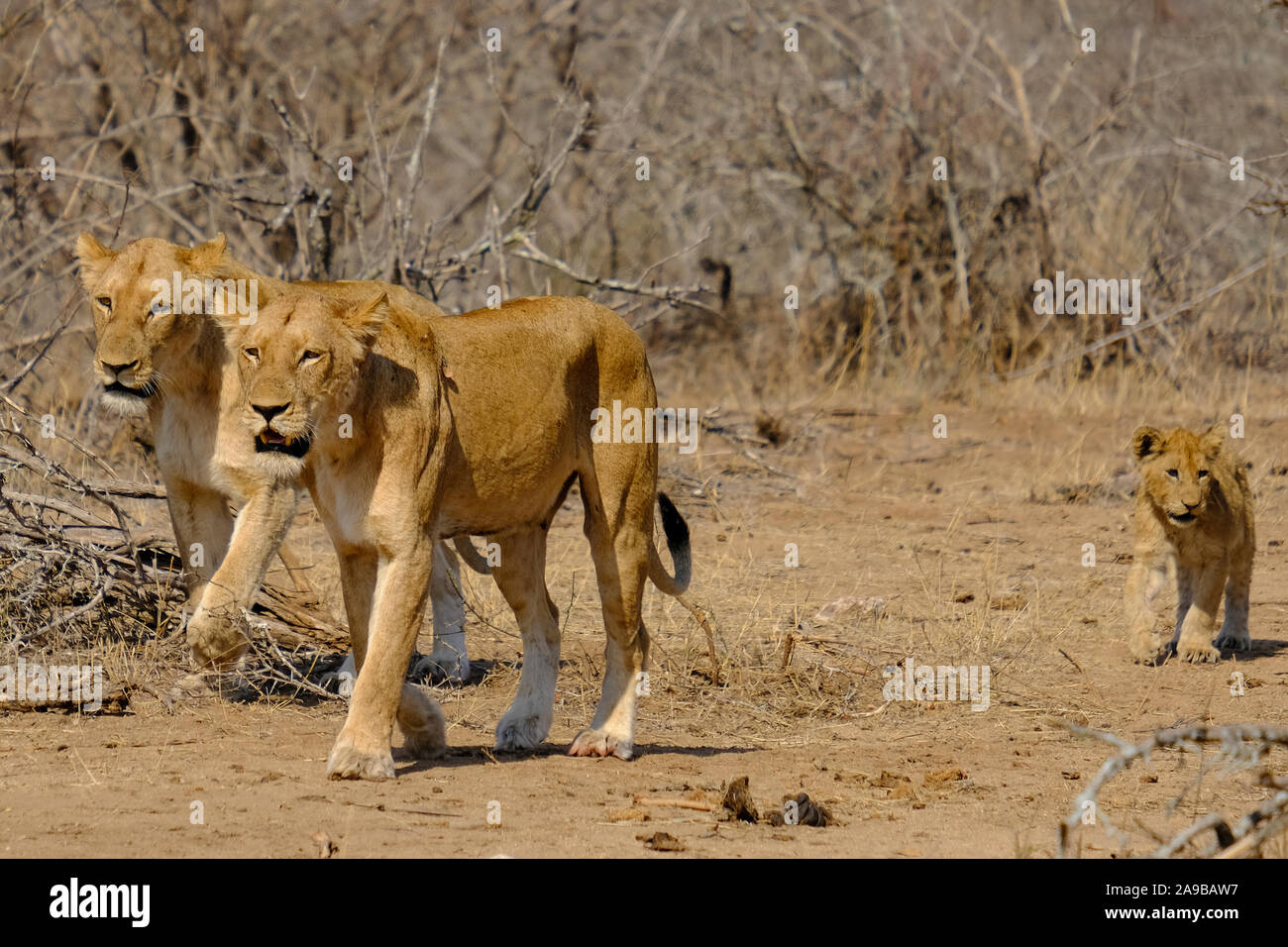 Löwinnen und Cub Kruger National Park Südafrika Stockfoto
