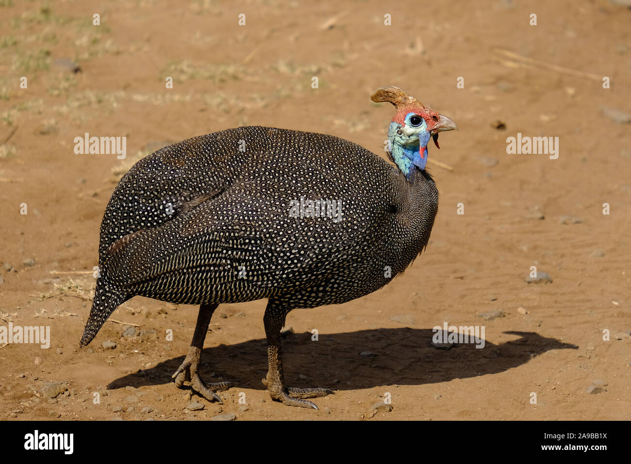 Behelmte Guineafowl (Numida meleagris) Krüger Nationalpark Südafrika Stockfoto
