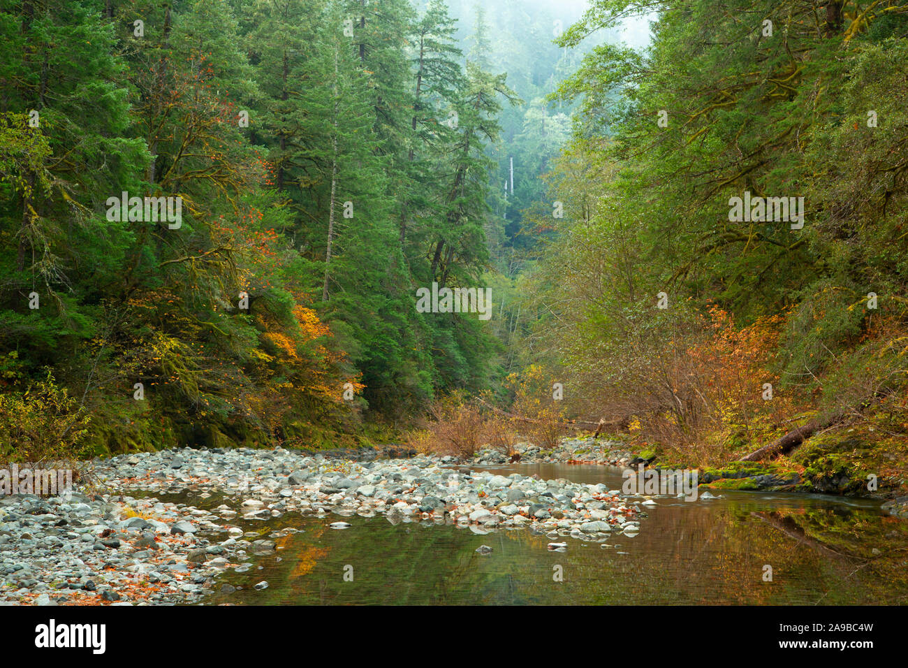 Elch Wild and Scenic River, Siskiyou National Forest, Oregon Stockfoto