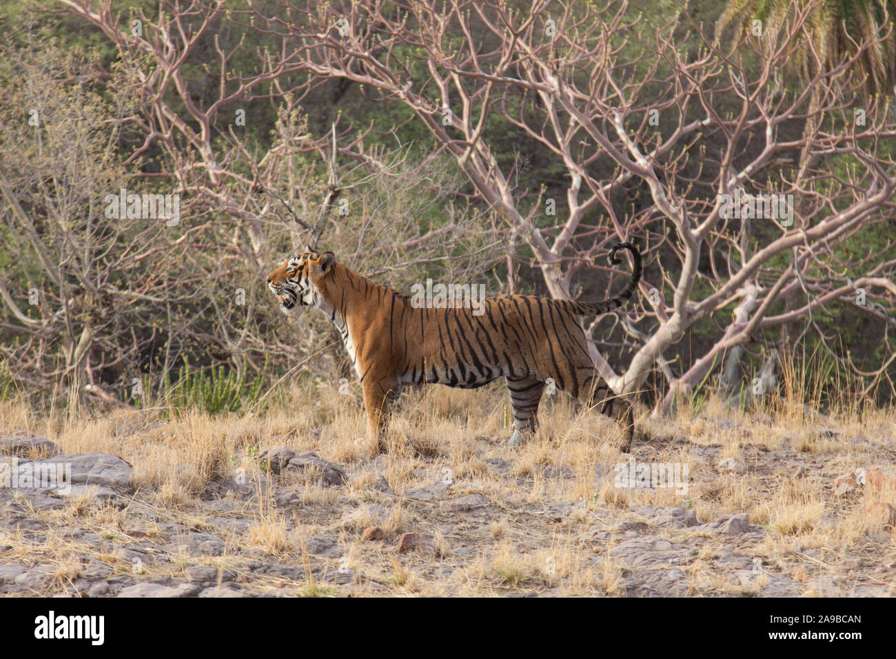 Wilde Bengal Tiger zu Fuß durch Ranthambore Nationalpark, Rajasthan, Indien Stockfoto