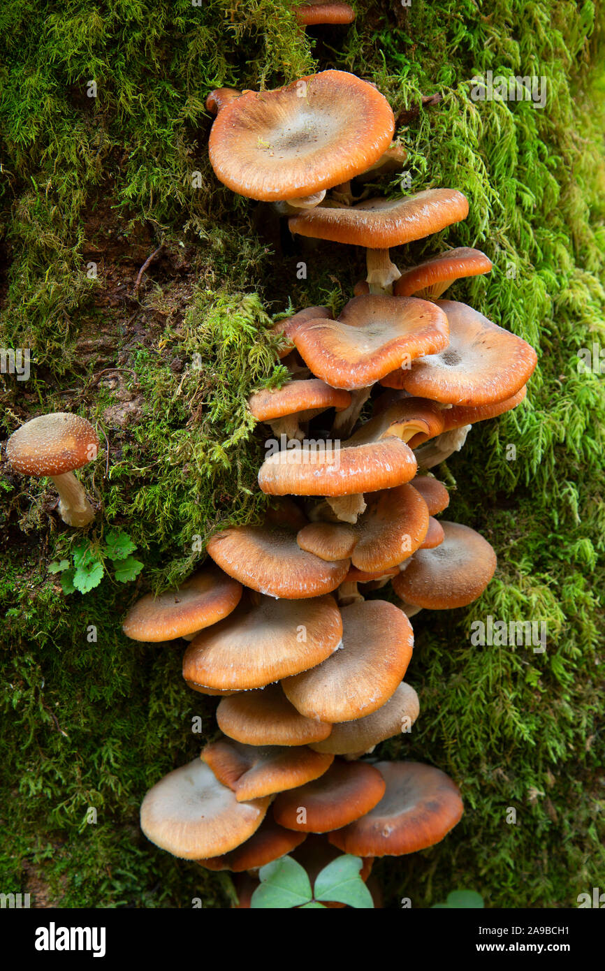 Pilze, Golden und Silver Falls State Park, Illinois Stockfoto