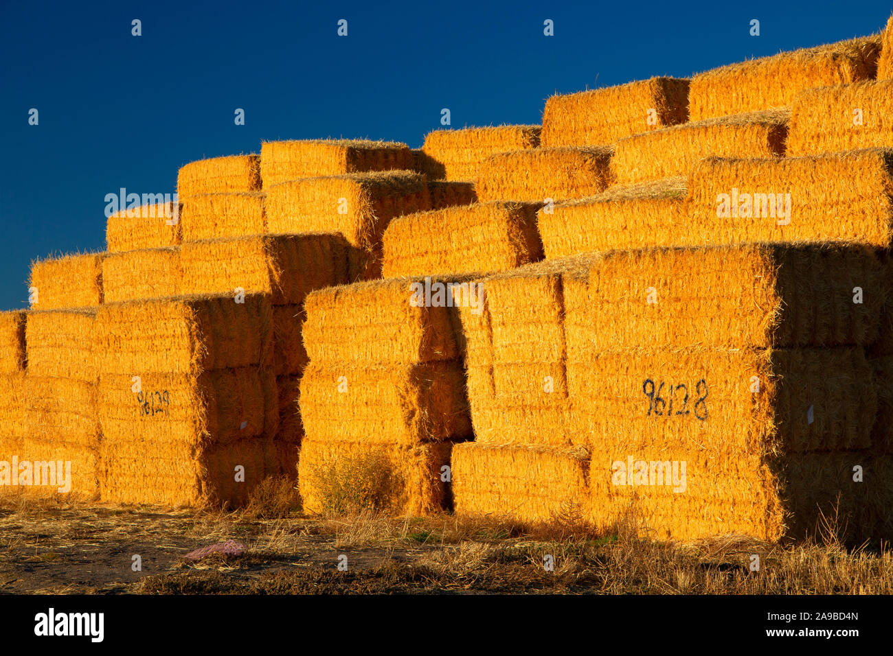 Weizen Strohballen, Umatilla County, Oregon Stockfoto