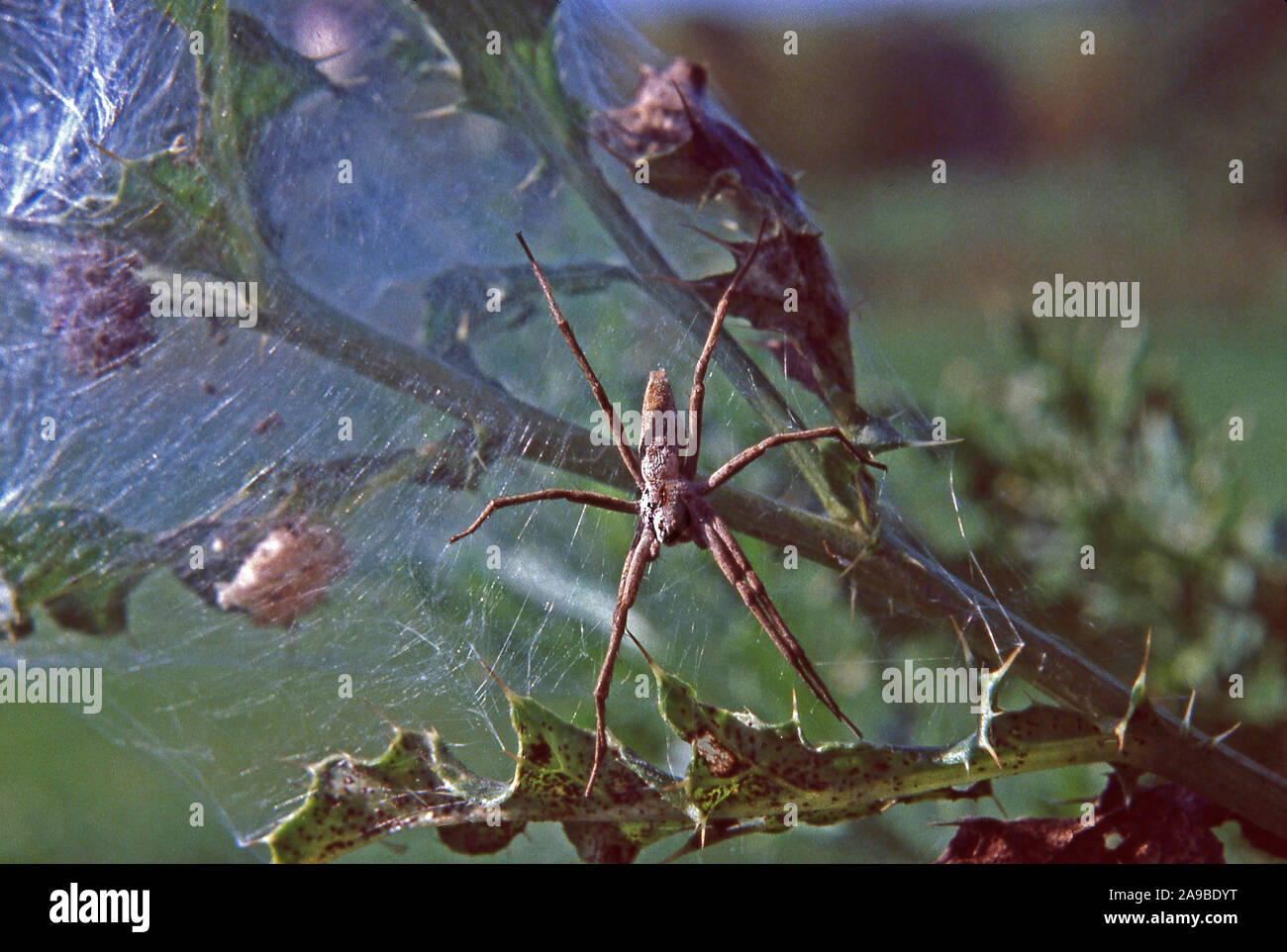 SPIDER; Pisaura mirabilis Stockfoto