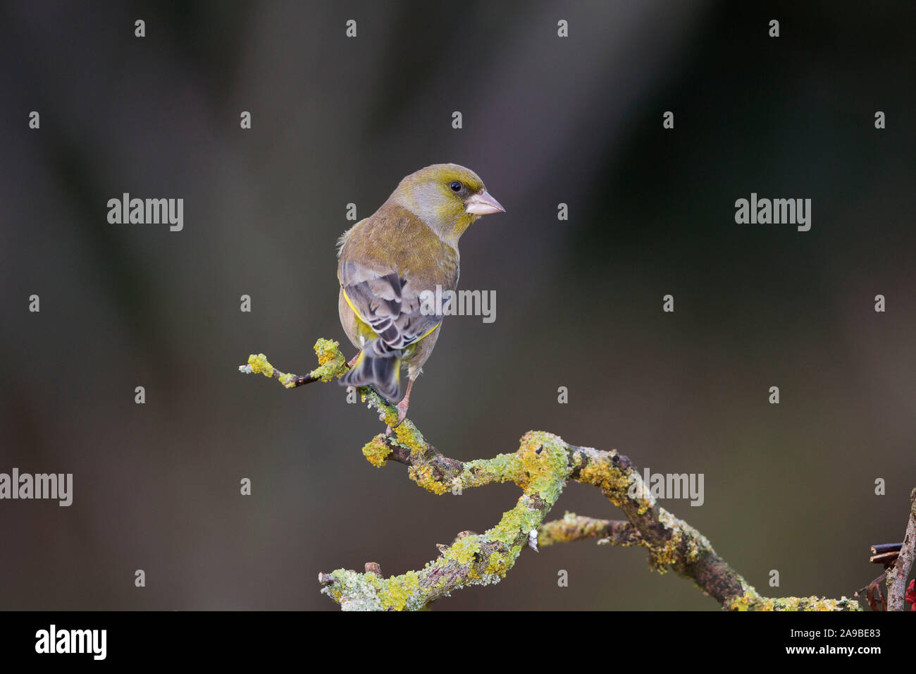 Grünfink, Carduelis chloris, auf einer Flechte bedeckt Zweig im Winter, Wales, Großbritannien Stockfoto
