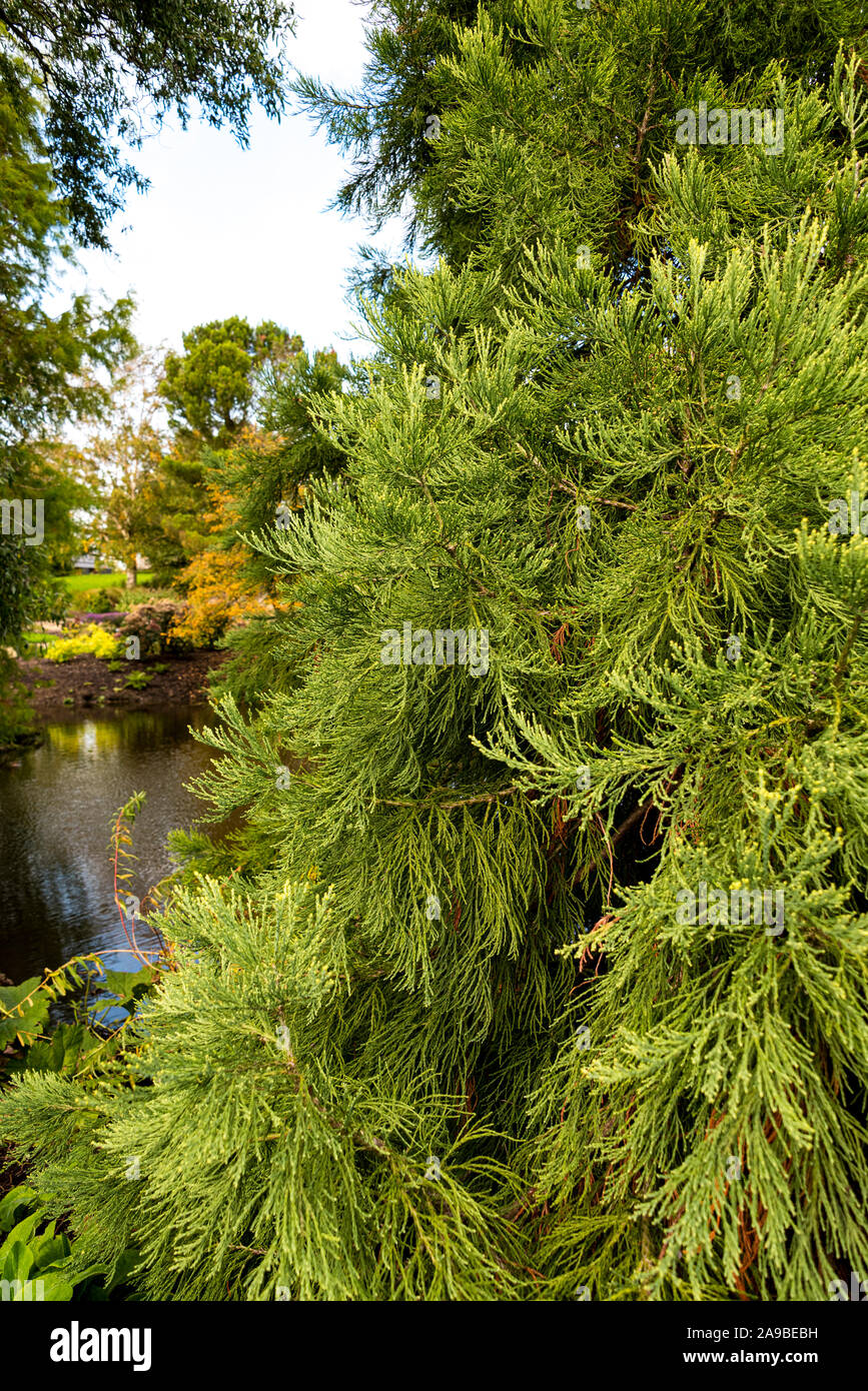 Sequoiadendron giganteum, Sequoia wellingtonia, Cupressaceae, giant Redwood, Big Tree, washingtonia, Giant Sequoia, Mammut Baum, Sierra Redwood. Stockfoto
