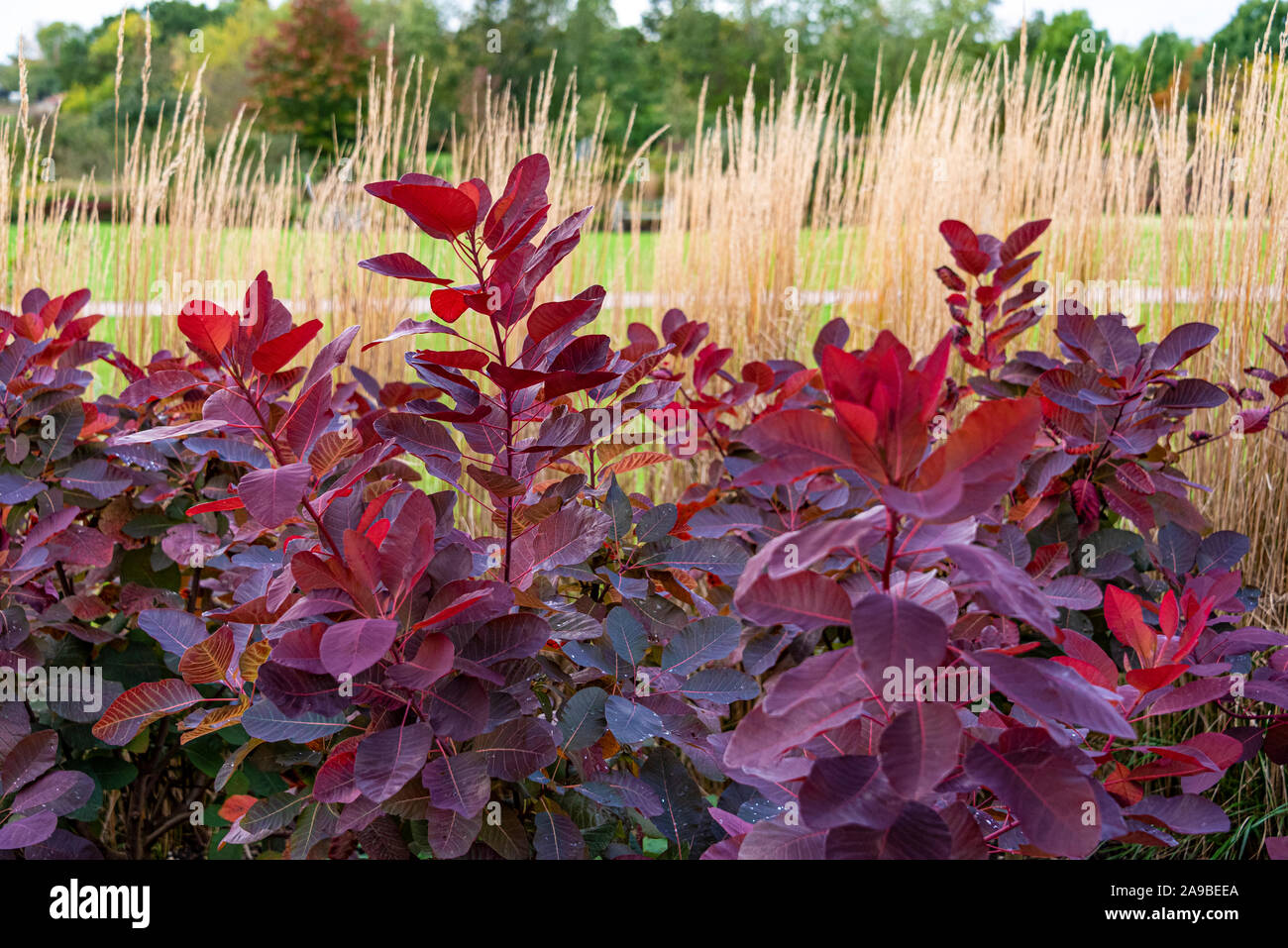 Cotinus Gnade, Smoke Tree Gnade, Anacardiaceae. Leuchtend rote Herbstfarbe. Stockfoto