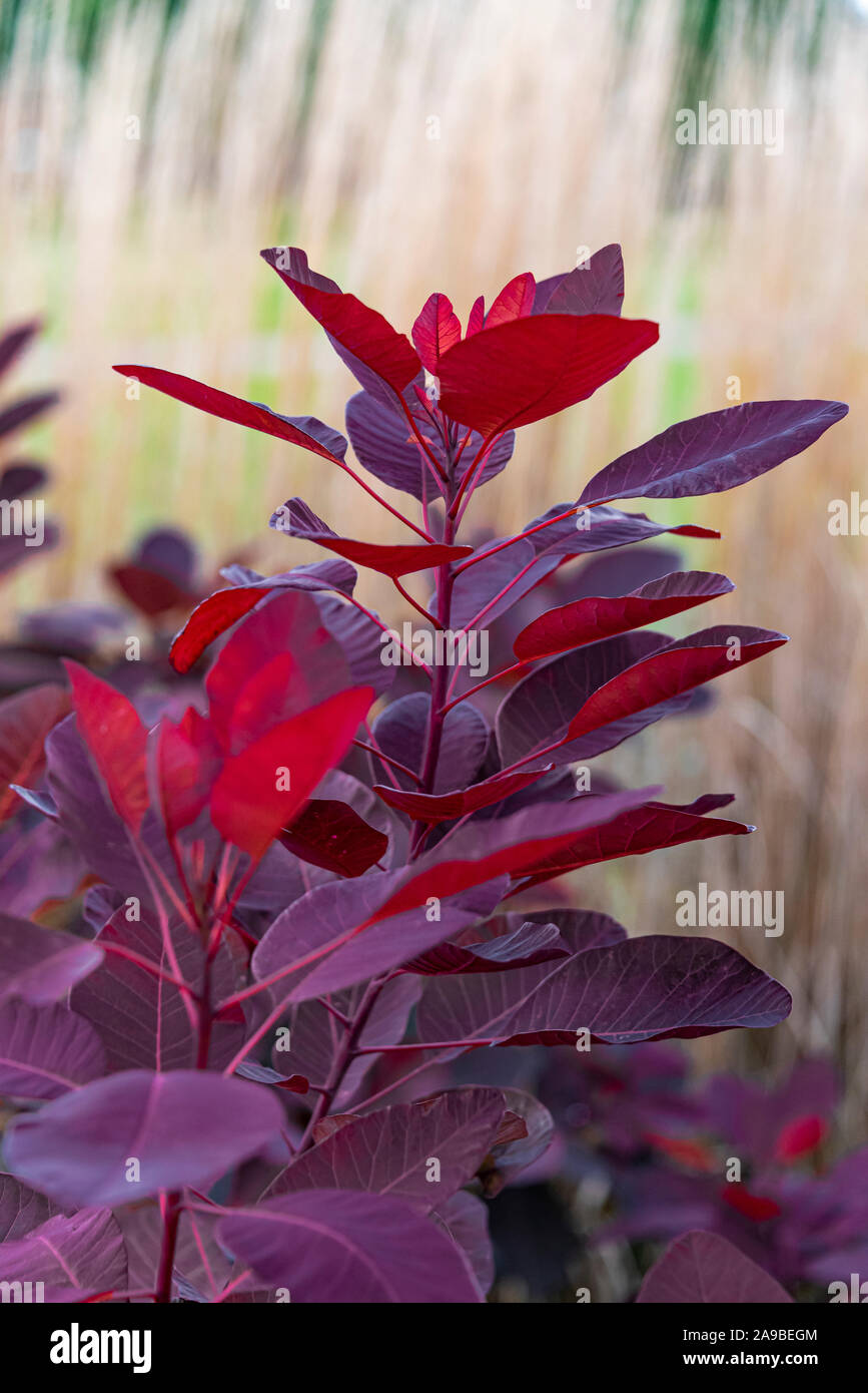 Cotinus Gnade, Smoke Tree Gnade, Anacardiaceae. Leuchtend rote Herbstfarbe. Stockfoto