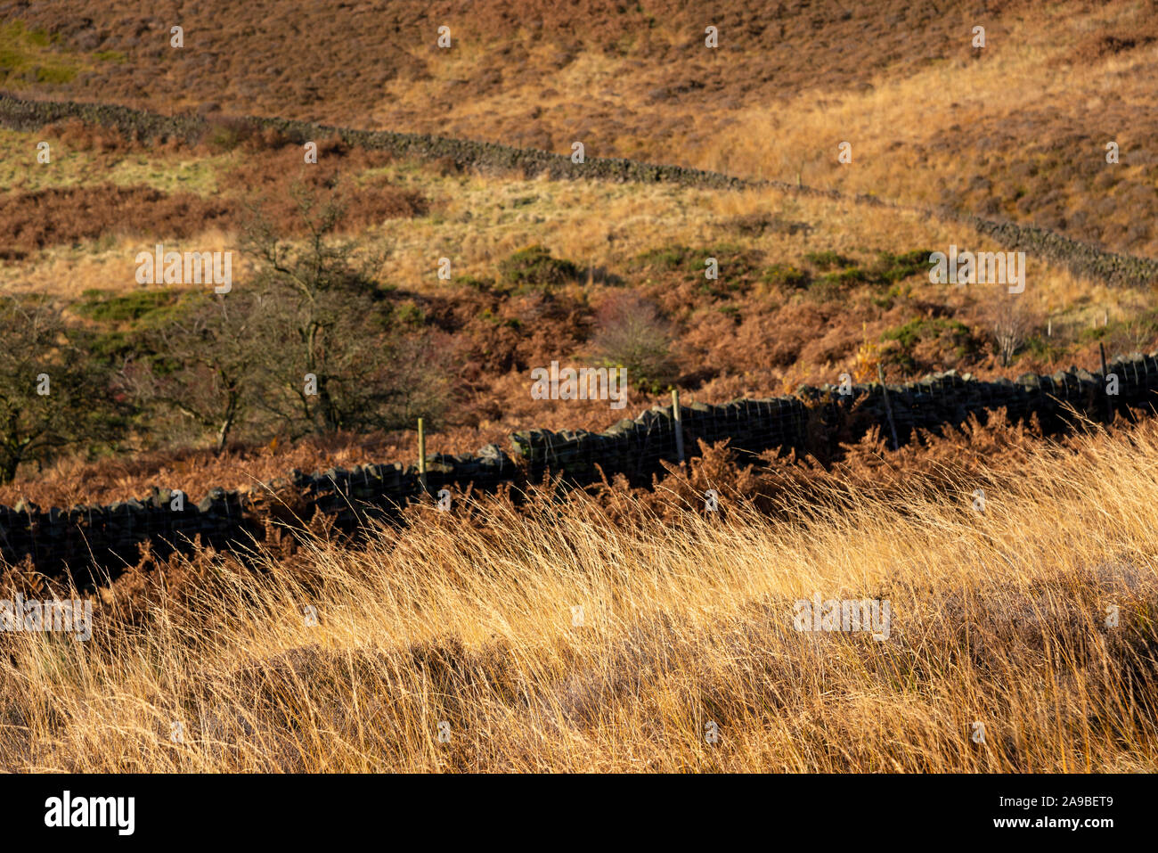 Herbst Farbe im Moor in den Hügeln des nördlichen England. Tintwistle, Derbyshire, England. Stockfoto