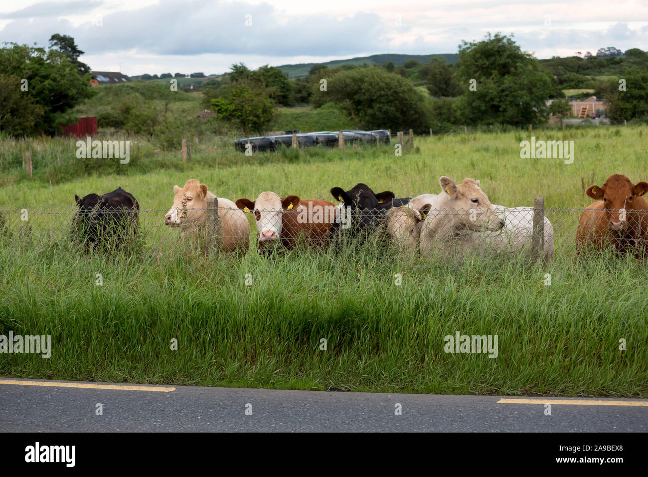 11.07.2019, Dundalk, Louth, Irland - irische Grenze: Ahnungslose Kühe, hinter dem nächsten Zaun ist bereits Nordirland. 00 A 190711 D 533 CAROEX.JPG [MOD Stockfoto