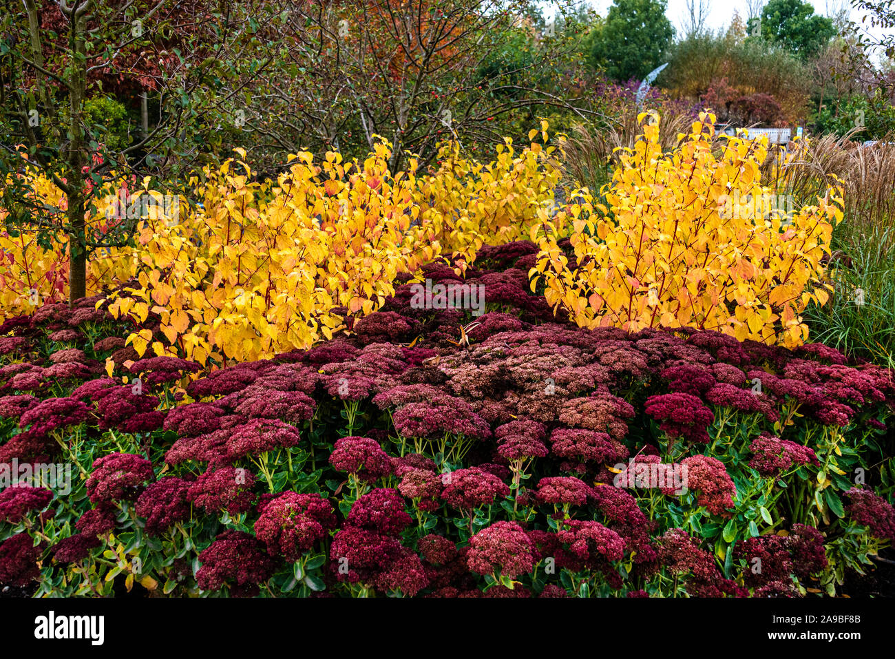 Cornus Sanguinea Annys Winter Orange, Hylotelephium Herbstfreude Gruppe. Spektakuläre Anzeige der Herbst oder Herbst Farbe. Stockfoto