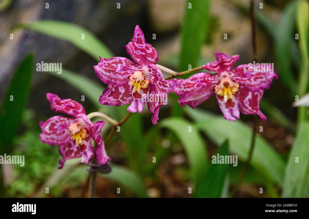 Odontoglossum Orchideen im Botanischen Garten von Quito, Quito, Ecuador Stockfoto