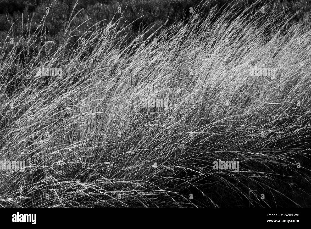 Moorland Gräser mit feiner Textur im Herbst Sonnenschein. Derbyshire, England. Stockfoto