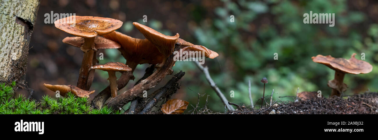 Gruppe Pilz auf grünen Moos im Wald Stockfoto