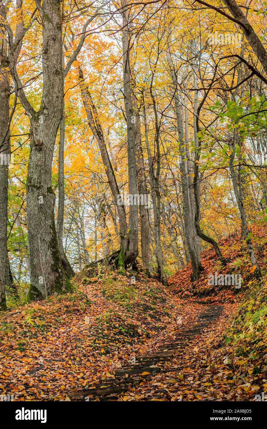 Herbst im Wald Trail Stockfoto