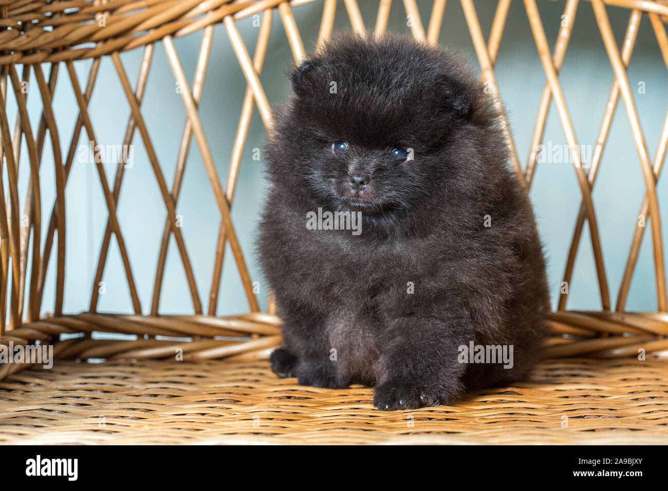 Cute Puppy von Miniatur Pomeranian Spitz Zwergspitz oder Zwerg Spitz auf einem Stuhl. Kleiner Hund ist 2 Monate alt. Stockfoto