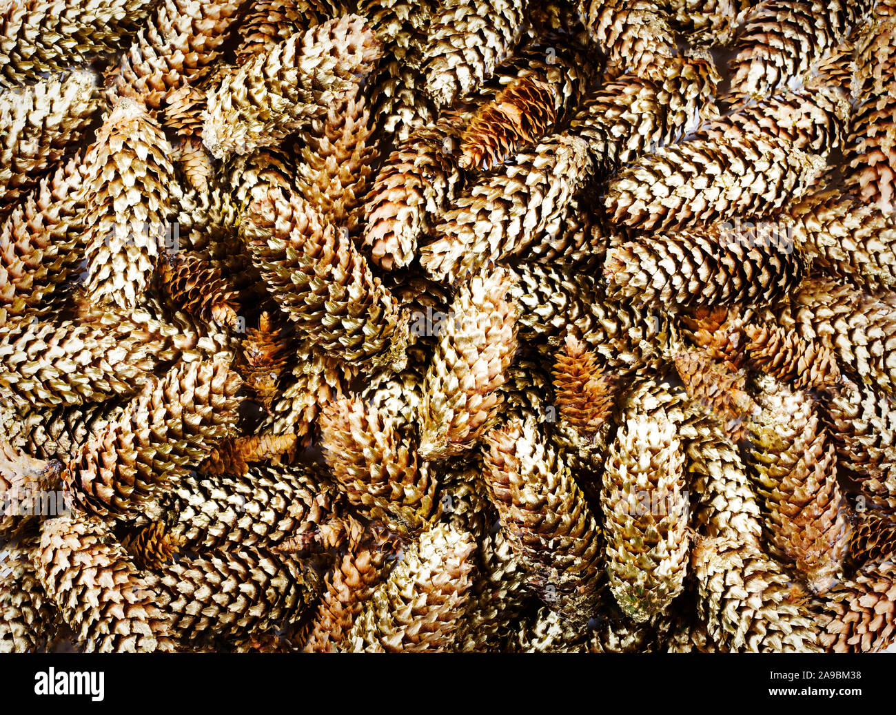 Golden Pine cones. Weihnachten Hintergrund Stockfoto