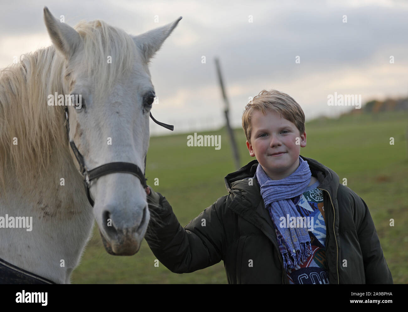 Pferd Porträtiert Stockfotos und -bilder Kaufen - Alamy