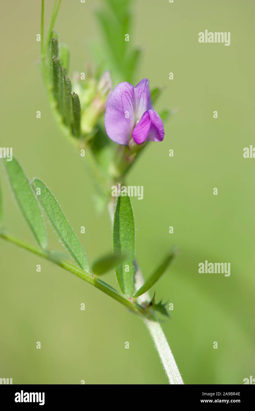 59+ Garten Wicke, Winterharte wicken sind vielseitig und bieten