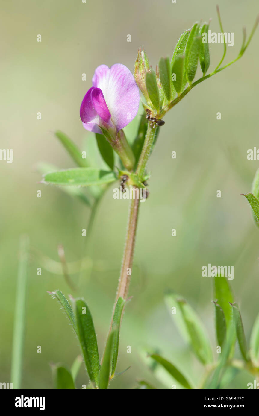Gartenwicke vicia angustifolia Fotos und Bildmaterial in hoher