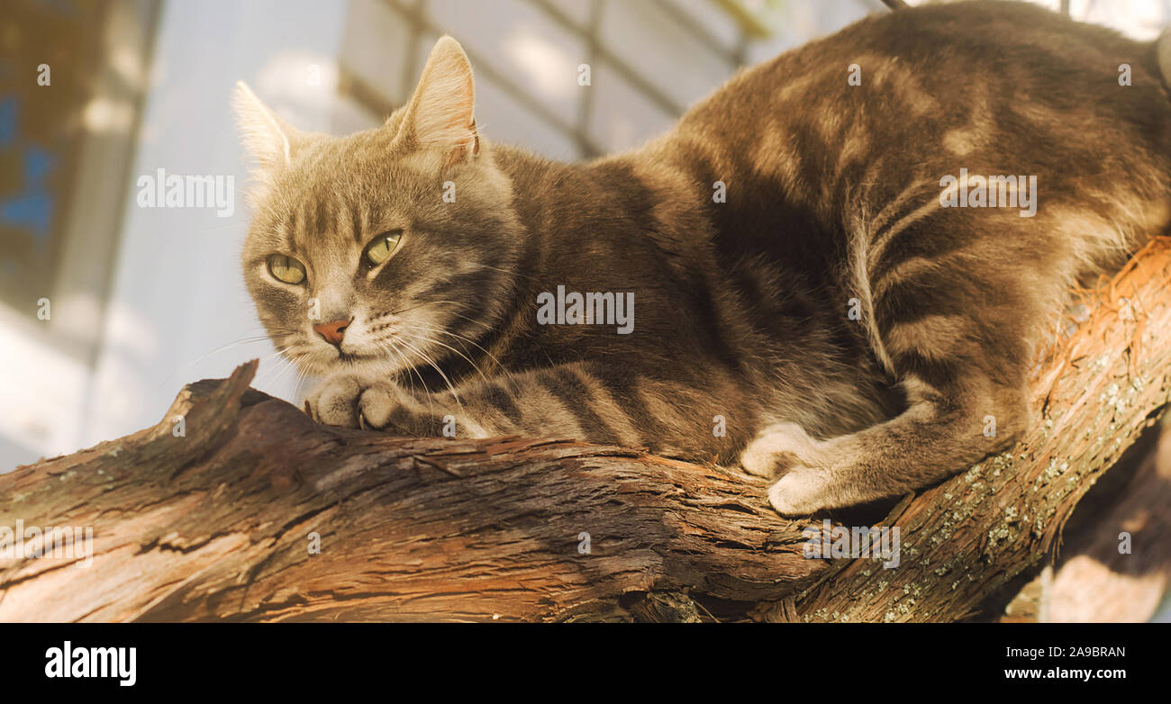 Schöne graue Katze auf eine Traube Zweig auf einem hellen, sonnigen Tag. Pet. Tier. Stockfoto