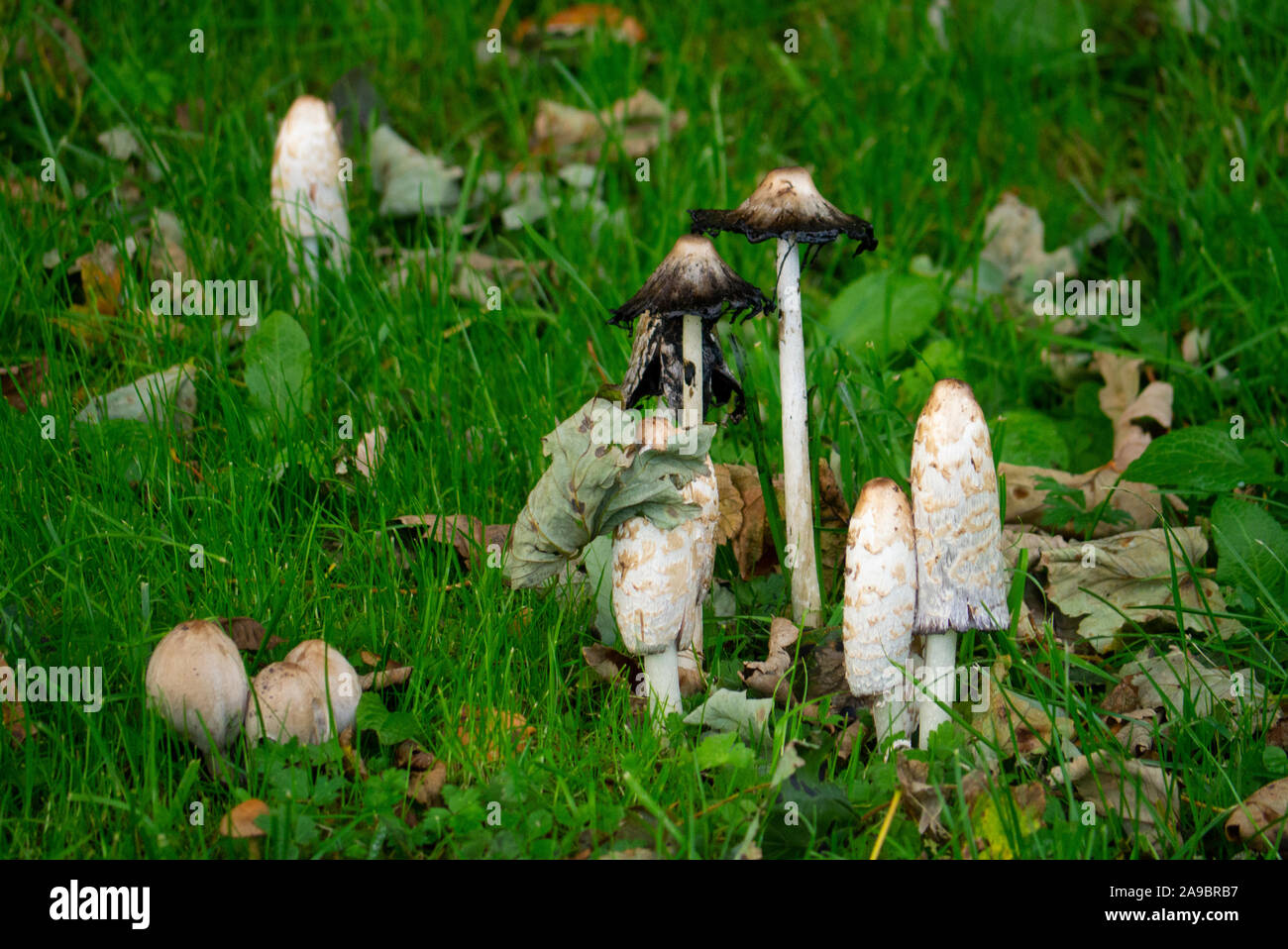 Herbst Pilze Sutherland Schottland Großbritannien Stockfoto