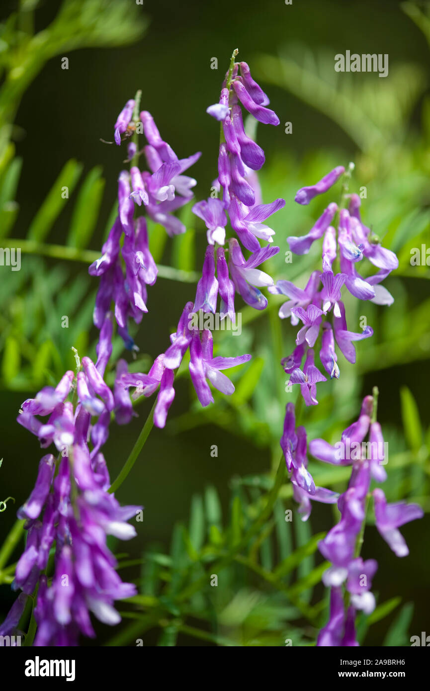 Vicia tenuifolia, Feinblaettrige Wicke, Fine-Leaved Vetch Stockfoto