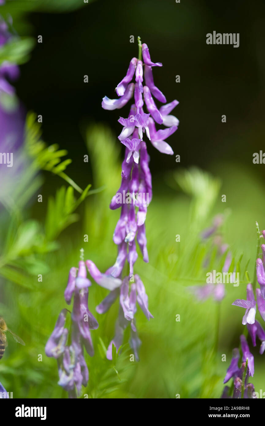 Vicia tenuifolia, Feinblaettrige Wicke, Fine-Leaved Vetch Stockfoto