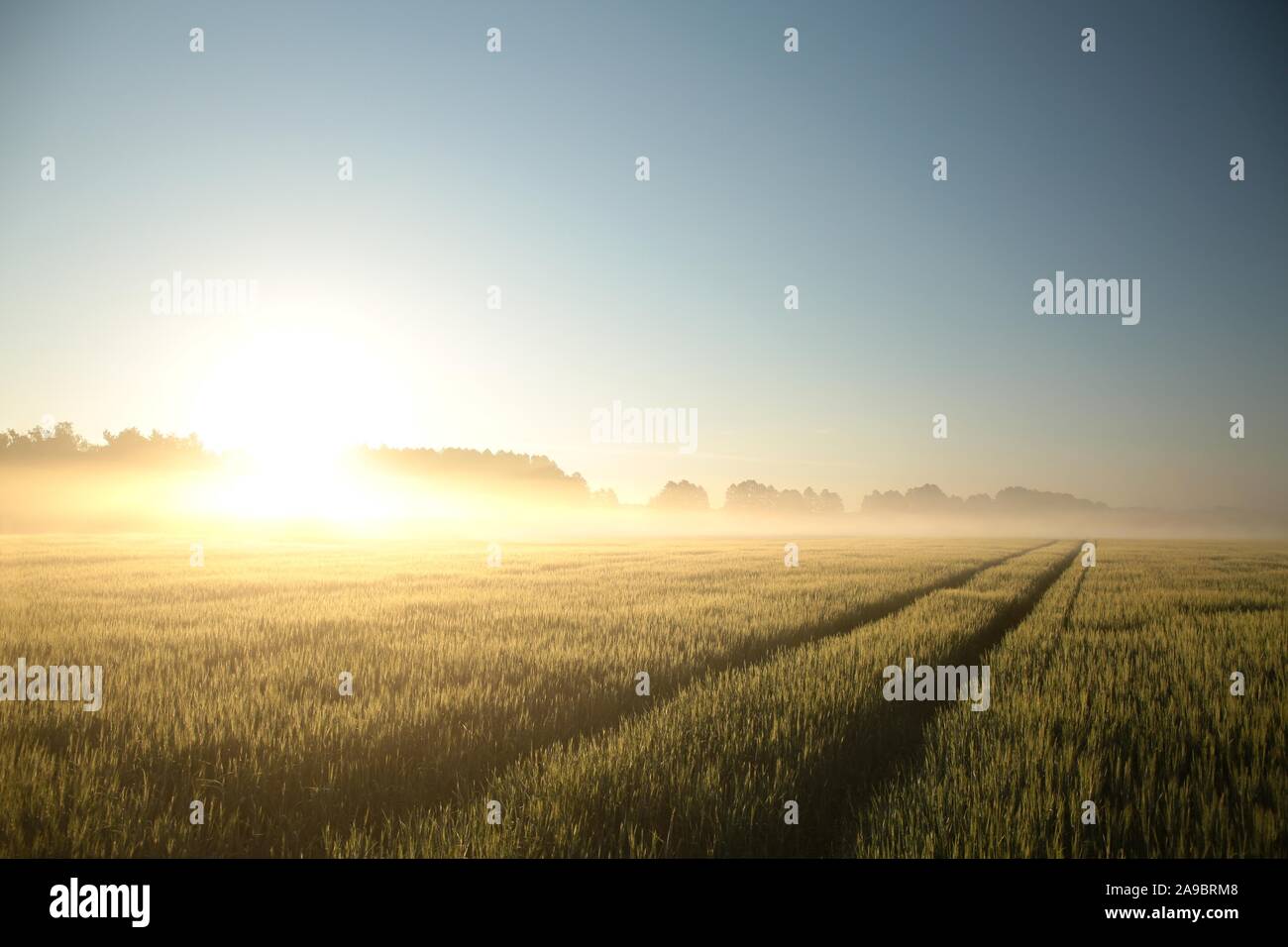Sonnenaufgang über einem Feld von Korn. Ländliche Landschaft in der Morgendämmerung. Stockfoto