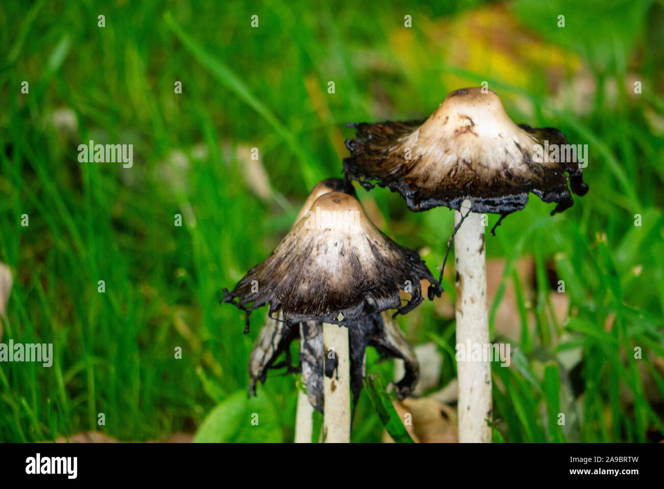 Herbst Pilze Sutherland Schottland Großbritannien Stockfoto