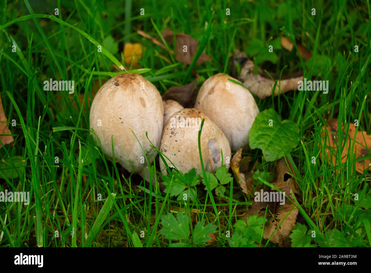 Herbst Pilze Sutherland Schottland Großbritannien Stockfoto