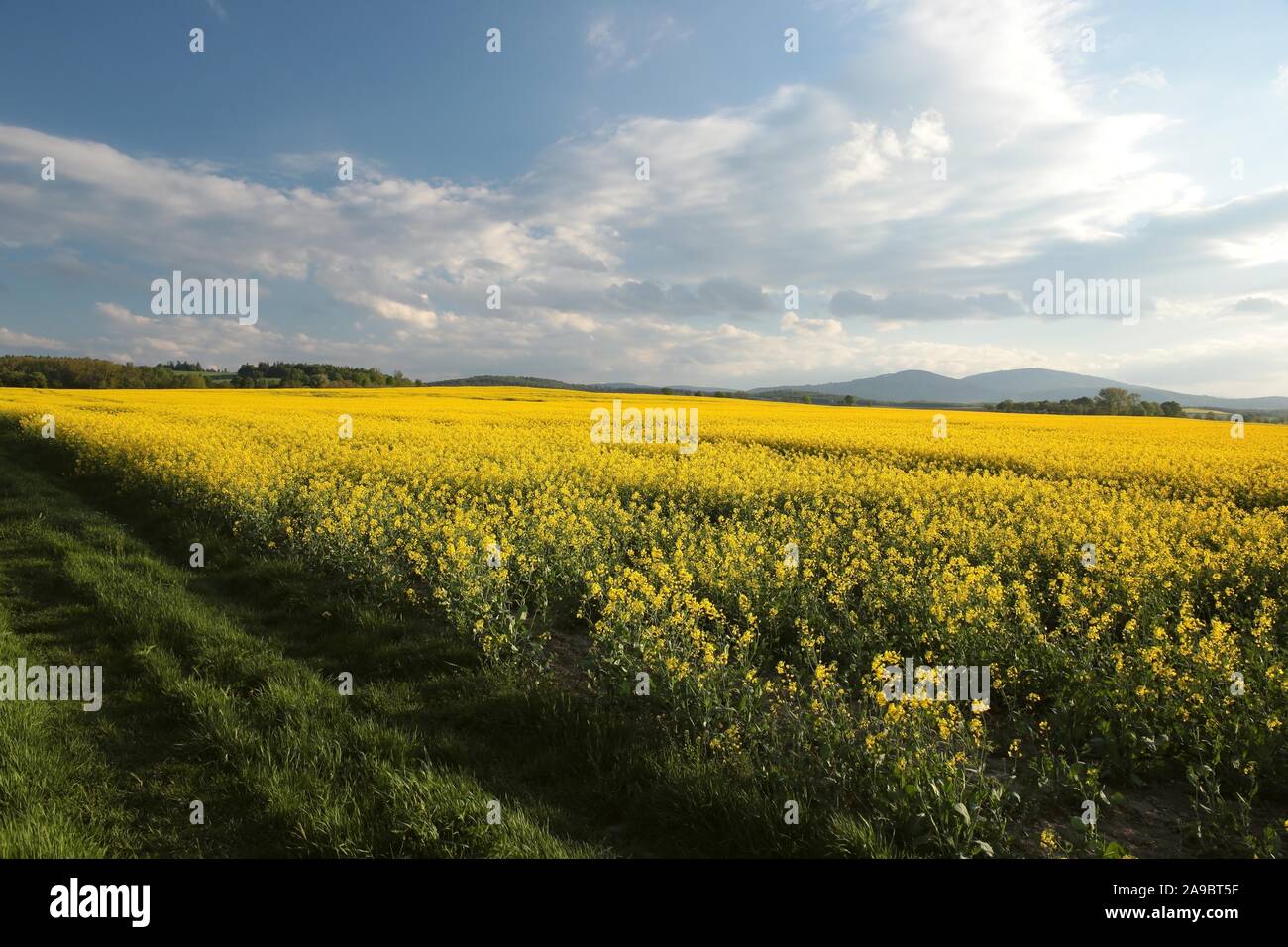 Frühling Landschaft Blühender Raps Feld in der Abenddämmerung. Eine Menge gelbe Blüten bei Sonnenuntergang. Stockfoto
