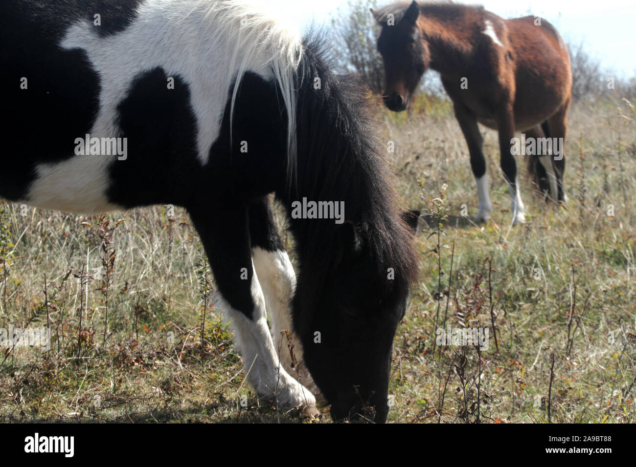 Wilden Ponys am Grayson Hochland State Park in Virginia, USA. Stockfoto