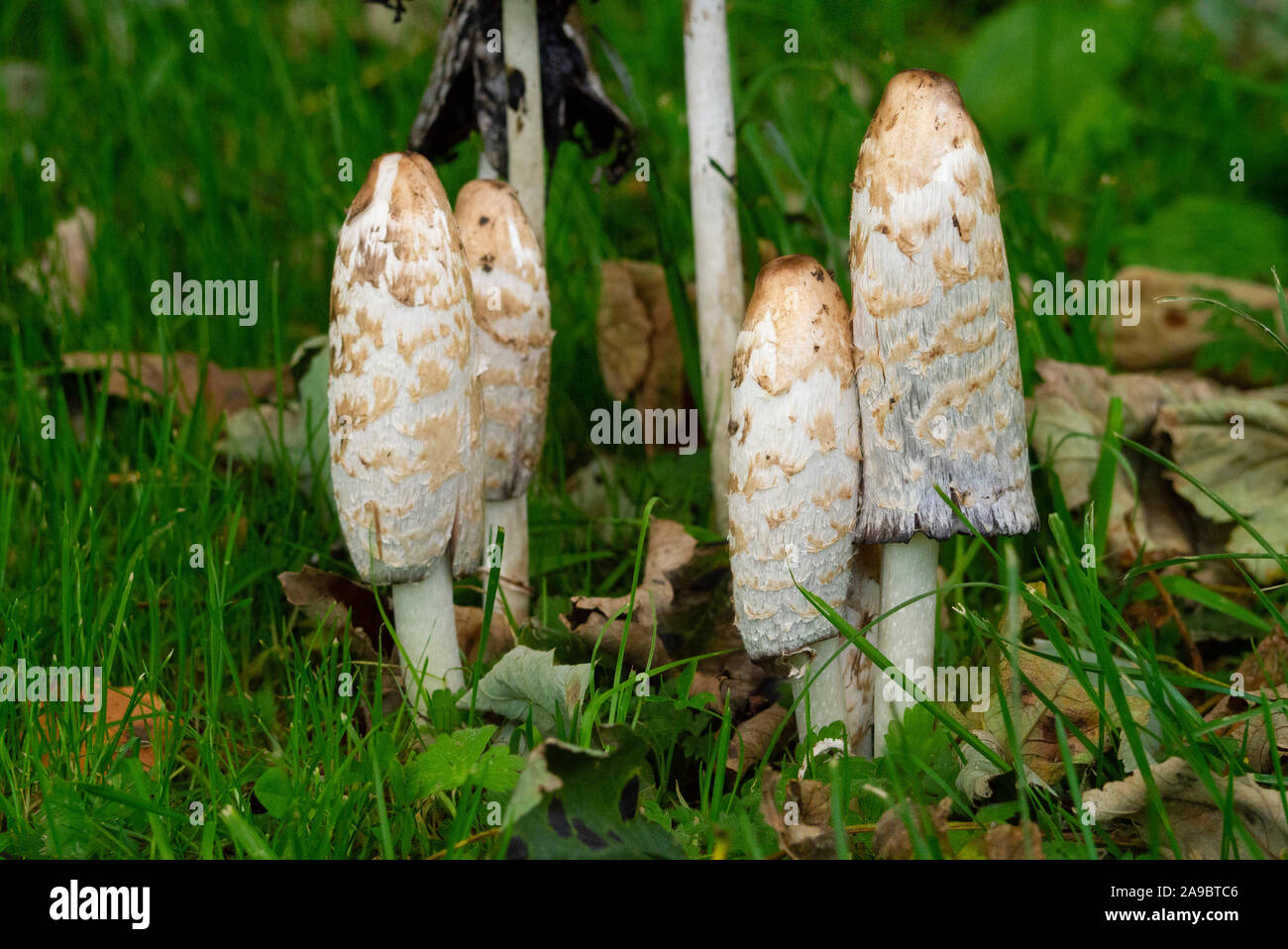 Herbst Pilze Sutherland Schottland Großbritannien Stockfoto