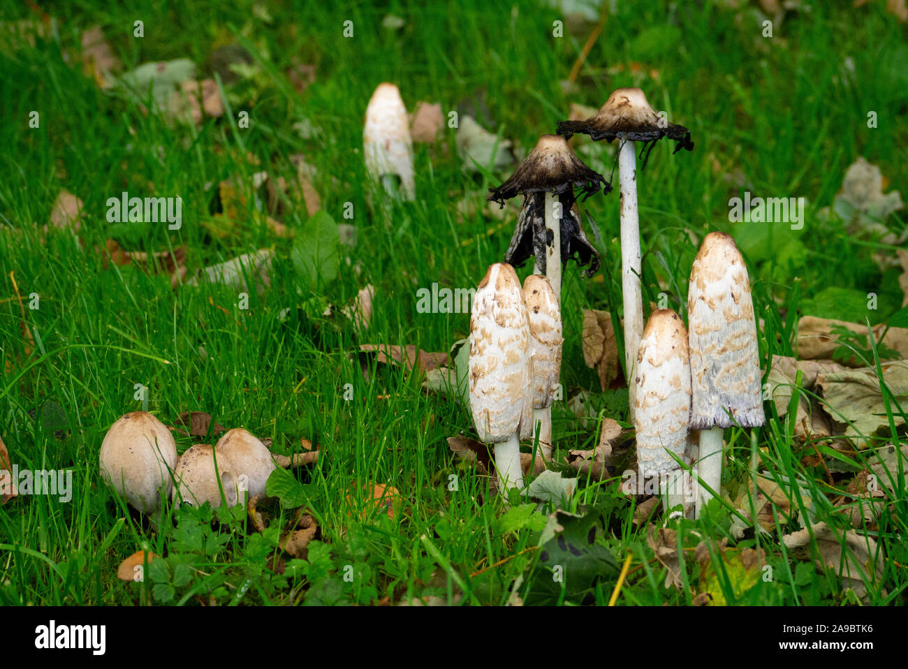 Herbst Pilze Sutherland Schottland Großbritannien Stockfoto