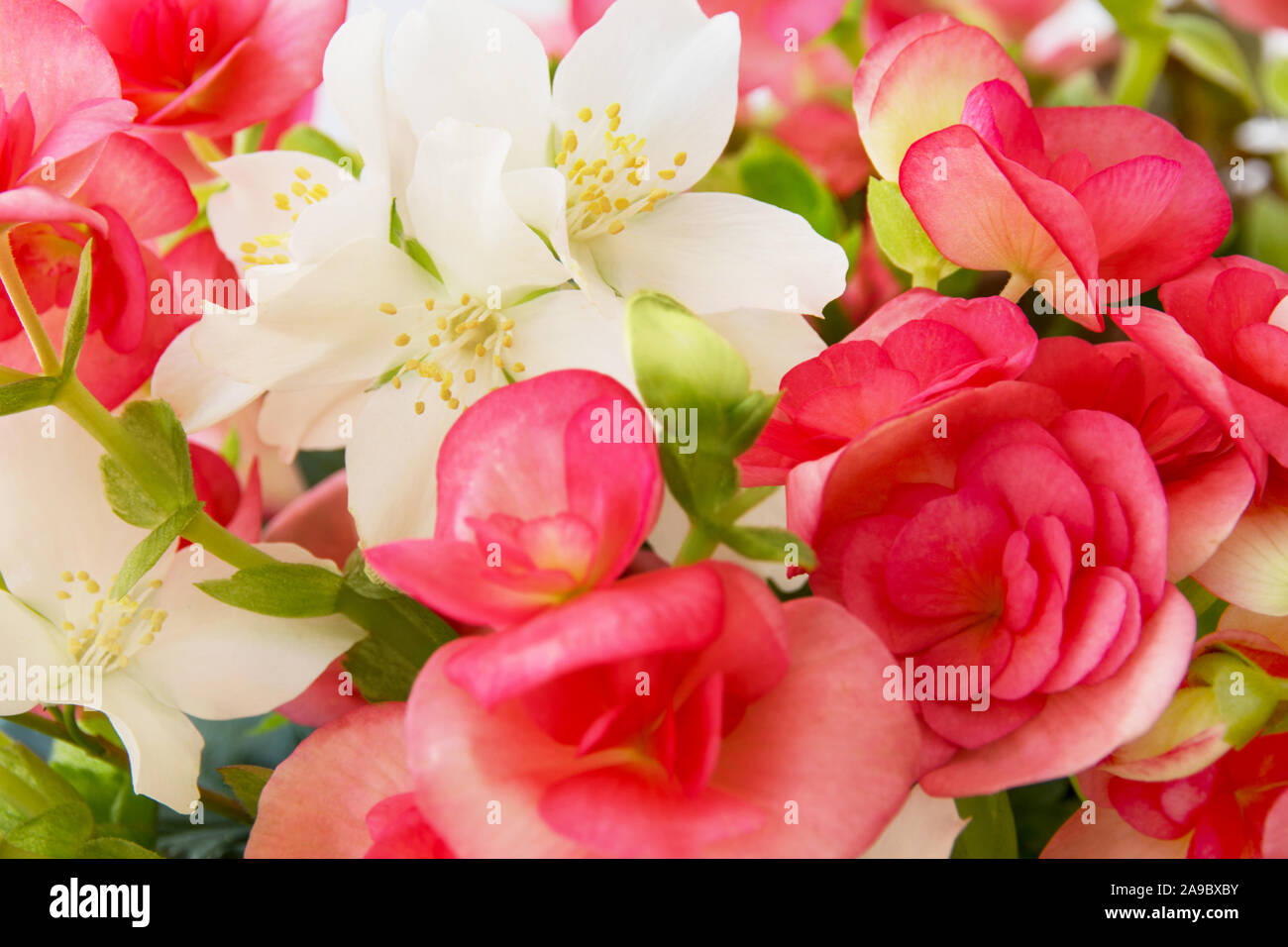Gemischte Blumen close up mit Begonia Stockfoto