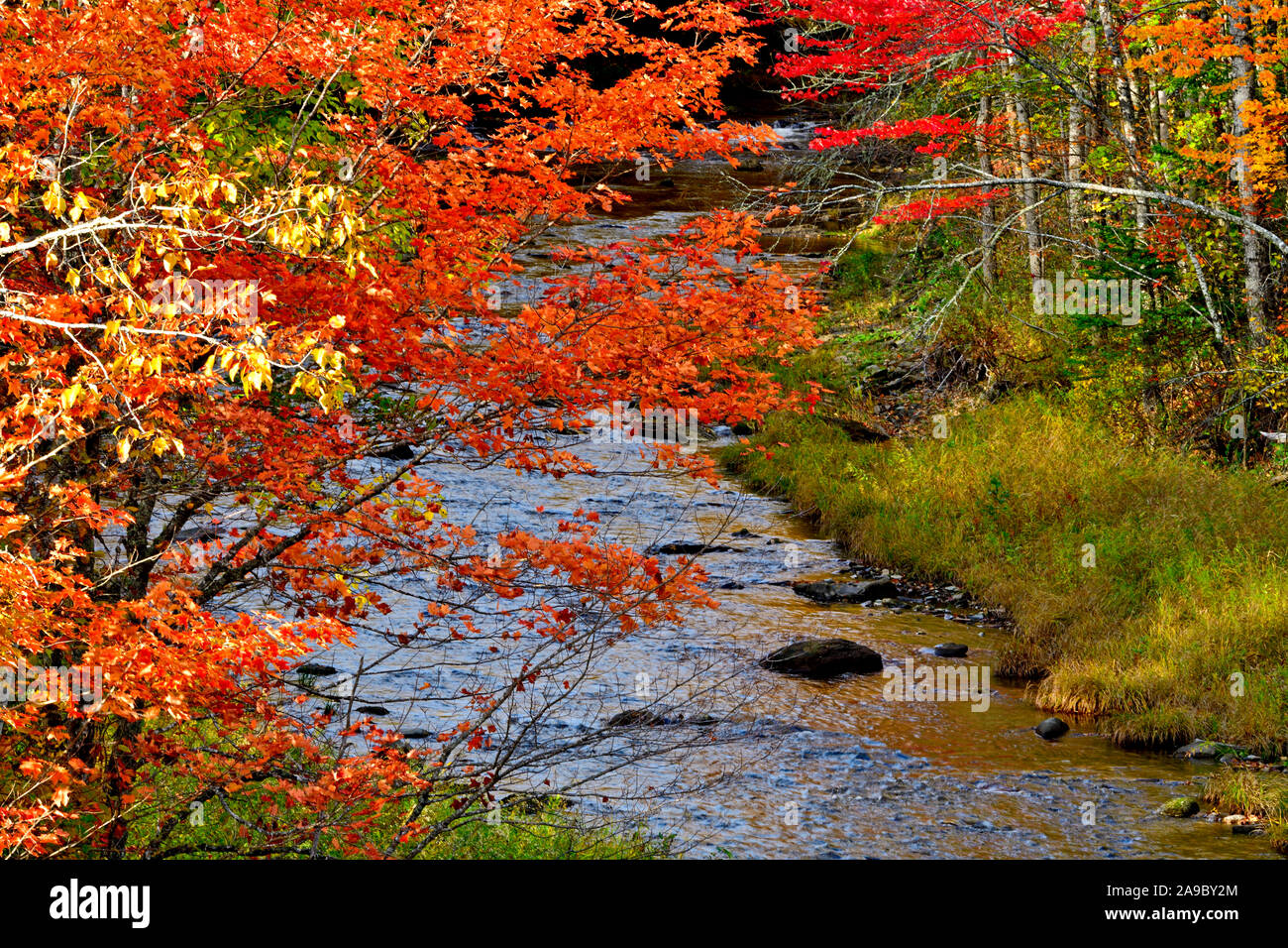 Eine horizontale Landschaft Bild des roten Ästen über Trout Creek im ländlichen New Brunswick Kanada hängen. Stockfoto
