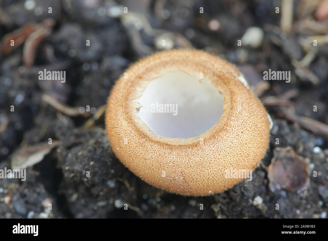 Humaria hemisphaerica, wie die haarigen fairy Cup bekannt, braun-haired fairy Tasse oder glasierte Schale, wilde Pilze aus Finnland Stockfoto