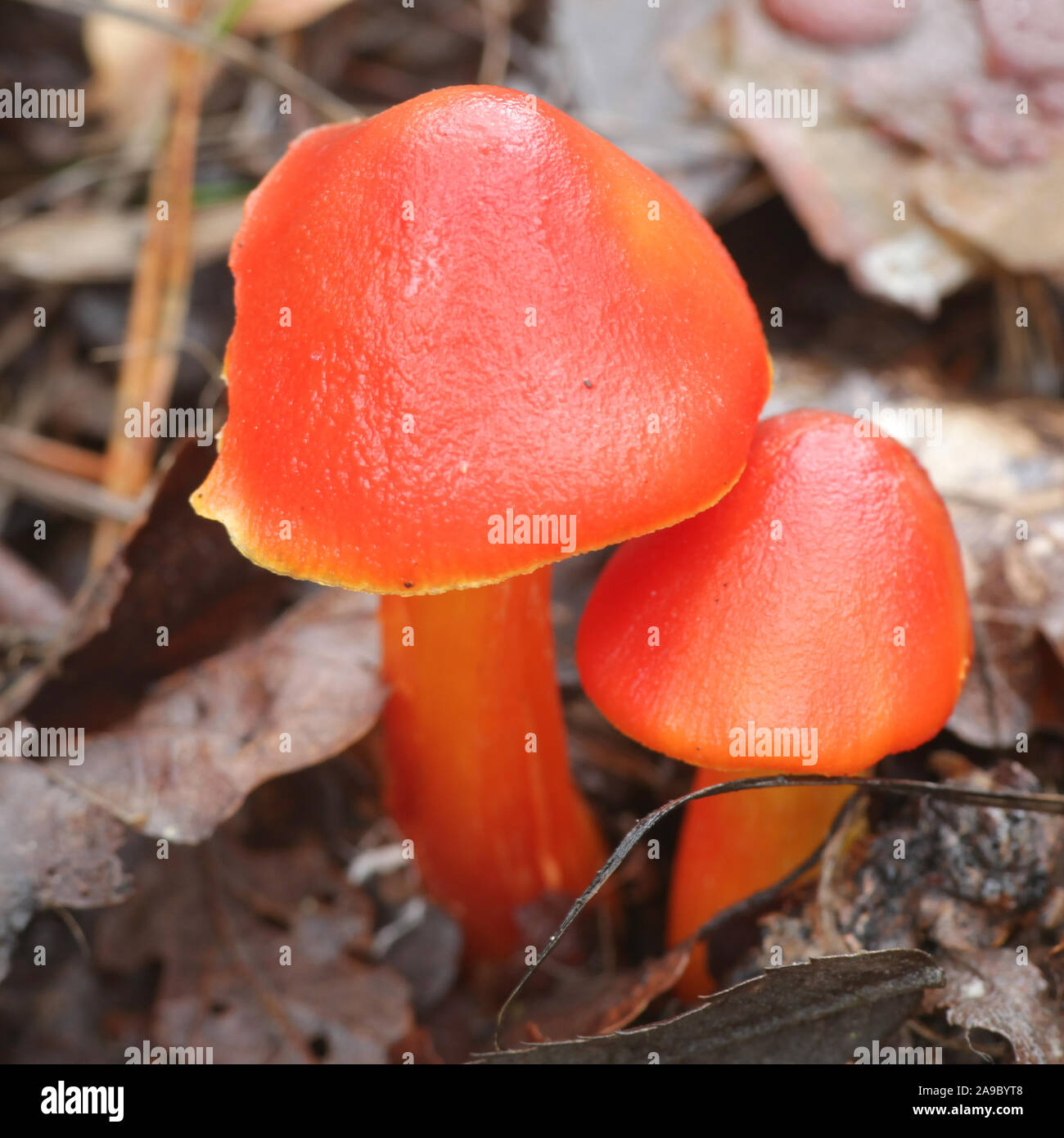 Hygrocybe punicea, wie Crimson waxcap oder Scharlach wächserne Gap bekannt, Pilze aus Finnland Stockfoto